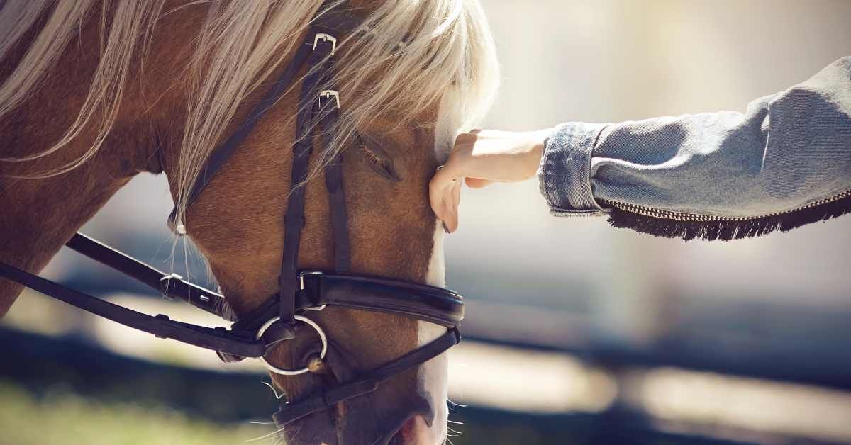 Equine Vet Lowcountry What Does A Horse Cost To Own? Carter